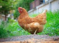 Beautiful plumage of brown chicken hen