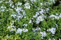 Plumbago auriculata flower in nature garden Royalty Free Stock Photo