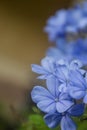 Beautiful Plumbago flower background (leadworth flower) Royalty Free Stock Photo