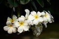 Beautiful plumeria alba flowers on the tree