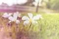 Beautiful plumeria blooming on the ground Royalty Free Stock Photo