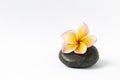 Beautiful Plumeria flower on black stone isolate on white background Royalty Free Stock Photo