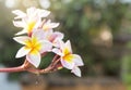 Beautiful Plumeria flower over blurred background with vintage morning warm light Royalty Free Stock Photo