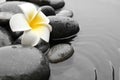 Beautiful plumeria flower on spa stones in water, space for text. Zen lifestyle Royalty Free Stock Photo