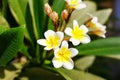 Beautiful plumeria flowers blossom in the frangipani tree.