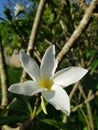 The Beautiful Plumeria White Flower