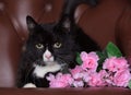 Beautiful plump black and white cat Royalty Free Stock Photo