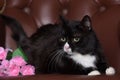 Beautiful plump black and white cat Royalty Free Stock Photo