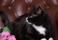 Beautiful plump black and white cat Royalty Free Stock Photo