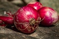 Beautiful, plump Tropea onions, freshly picked from the vegetable garden. organic vegetables Royalty Free Stock Photo