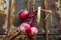 Beautiful, plump Tropea onions, freshly picked from the vegetable garden. organic vegetables Royalty Free Stock Photo