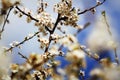Beautiful plumy blossom, abstract natural background, spring time season, floral wallpaper, little white flowers on tree Royalty Free Stock Photo