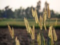 Poaceae grass flower field with soft sunlight for background.