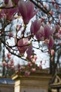 Beautiful poetic magnolia symbol of life over historical cemetery