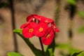 Beautiful Poi Sian Flower in the sun