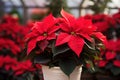 Beautiful poinsettia on a blurred background. Traditional Christmas flower