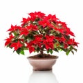 Beautiful Poinsettia Bonsai On White Background - Minimalist Botanical Photography