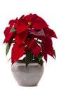 Beautiful poinsettia (Euphorbia pulcherrima) flower. Royalty Free Stock Photo