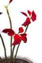 Beautiful poinsettia (Euphorbia pulcherrima) flower. Royalty Free Stock Photo