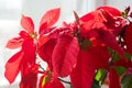 Beautiful poinsettia in flowerpot. Red christmas flower on the windowsill. Christmas star. Royalty Free Stock Photo