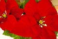 Beautiful poinsettia in flowerpot. Red christmas flower on the windowsill. Christmas star. Indoor plant flowers Royalty Free Stock Photo