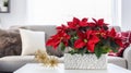 Beautiful poinsettia and gift box on white table in stylish living room interior. ai generative