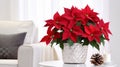 Beautiful poinsettia and gift box on white table in stylish living room interior. ai generative