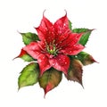 Beautiful poinsettia plant on white background, closeup AI Generated animal ai