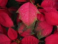 Beautiful poinsettia with rain drops.