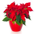 Beautiful poinsettia. red christmas flower Royalty Free Stock Photo