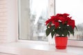 Beautiful poinsettia traditional Christmas flower in pot on windowsill Royalty Free Stock Photo