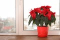 Beautiful poinsettia traditional Christmas flower in pot on windowsil Royalty Free Stock Photo