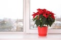 Beautiful poinsettia traditional Christmas flower in pot on windowsill. Royalty Free Stock Photo