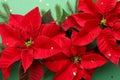 Beautiful poinsettias traditional Christmas flowers with fir branches and confetti on green background, closeup