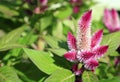 Celosia Flowers purple with open space