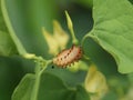 Caterpillar on Aristolochia flower