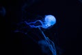 Beautiful poisonous jellyfish sea wasp Royalty Free Stock Photo