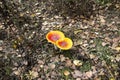 Beautiful Poisonous Mushroom in the forest at the autumn. Red agaric mushroom. Toadstool in the grass. Amanita muscaria. Toxic