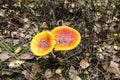 Beautiful Poisonous Mushroom in the forest at the autumn. Red agaric mushroom. Toadstool in the grass. Amanita muscaria. Toxic