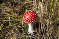 Beautiful Poisonous Mushroom in the forest at the autumn. Red agaric mushroom. Toadstool in the grass. Amanita muscaria. Toxic