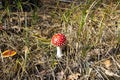 Beautiful Poisonous Mushroom in the forest at the autumn. Red agaric mushroom. Toadstool in the grass. Amanita muscaria. Toxic