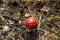 Beautiful Poisonous Mushroom in the forest at the autumn. Red agaric mushroom. Toadstool in the grass. Amanita muscaria. Toxic