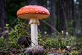 Beautiful poisonous mushrooms in the forest. Mushrooms in the gr