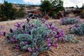 Beautiful Poisonous Purple Locoweed Royalty Free Stock Photo