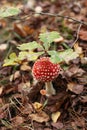 A beautiful but poisonous red fly agaric grows in the forest.