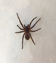 Beautiful poisonous spider from Brazil, the Armadeira Spider, with its brown color, raises its front legs when it feels threatened Royalty Free Stock Photo