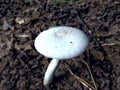 Beautiful Poisonous Toxic Non Edible White Fungi Mushroom