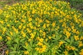 Beautiful poisonous yellow flowers Ranunculus repens in spring day.