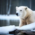 Beautiful polar bear in fine detail - ai generated image