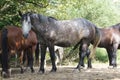 Beautiful Polish horse in nature